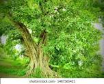 Sade Sati Upay शनिवार को पीपल के पेड़ की पूजा करना शनिदेव को प्रसन्न करने और साढ़ेसाती के नकारात्मक प्रभावों को कम करने का एक